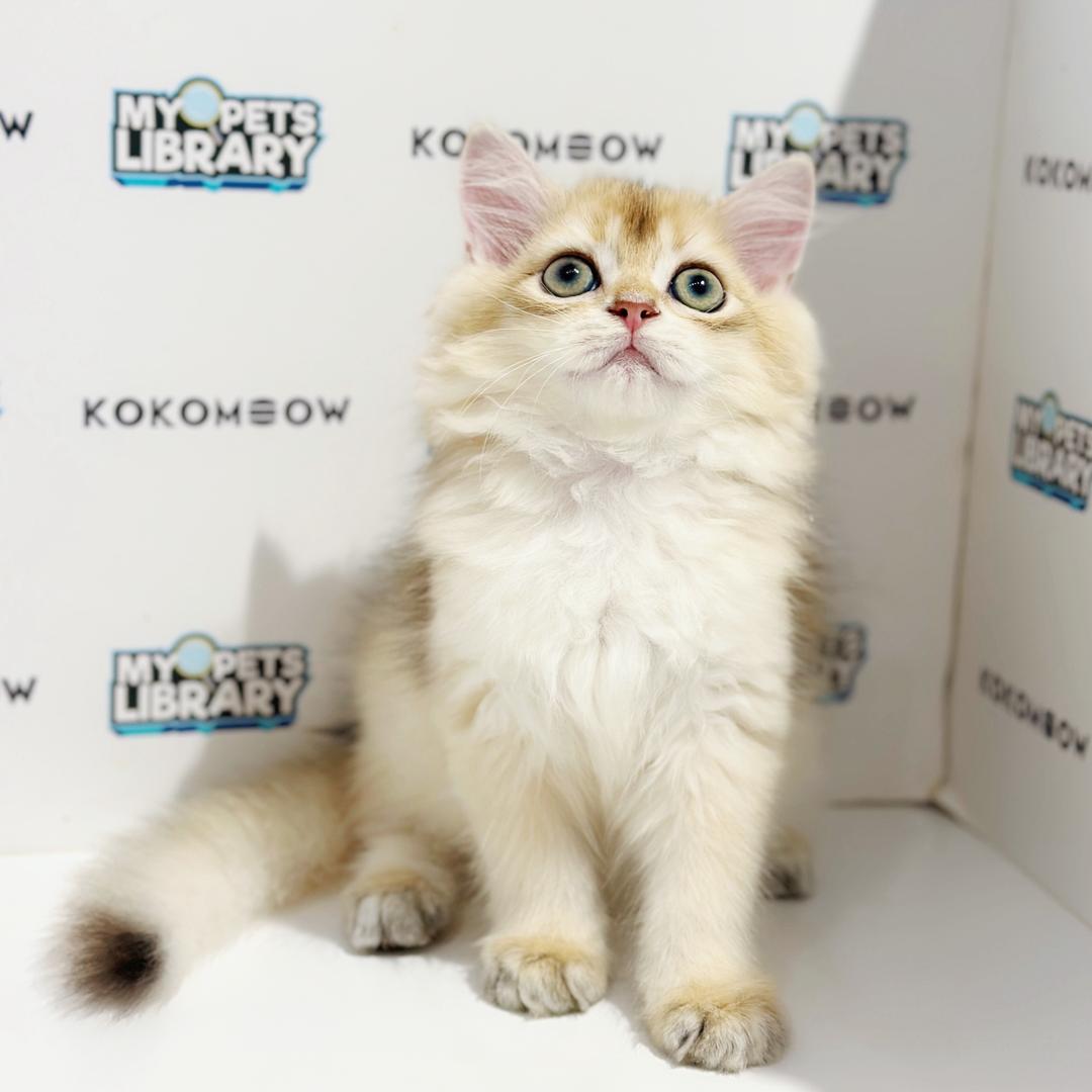 British Longhair Kitten