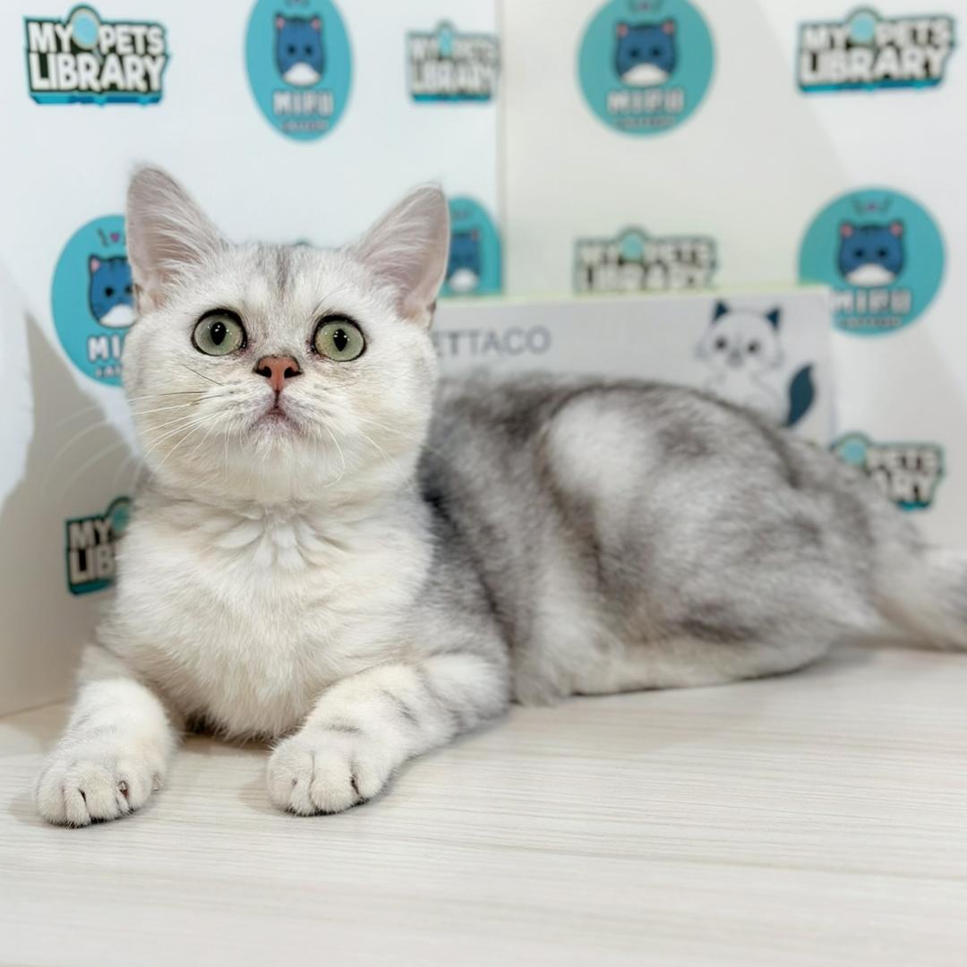 British Shorthair Kitten