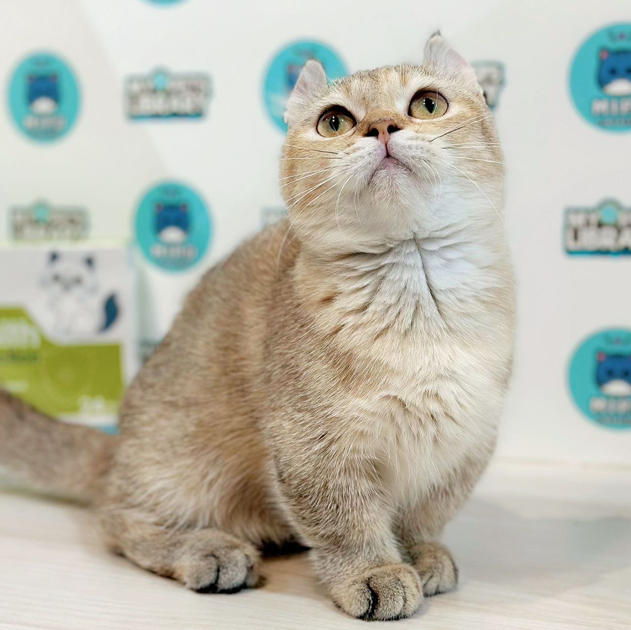 Super Short Munchkin Kinkalow Kitten