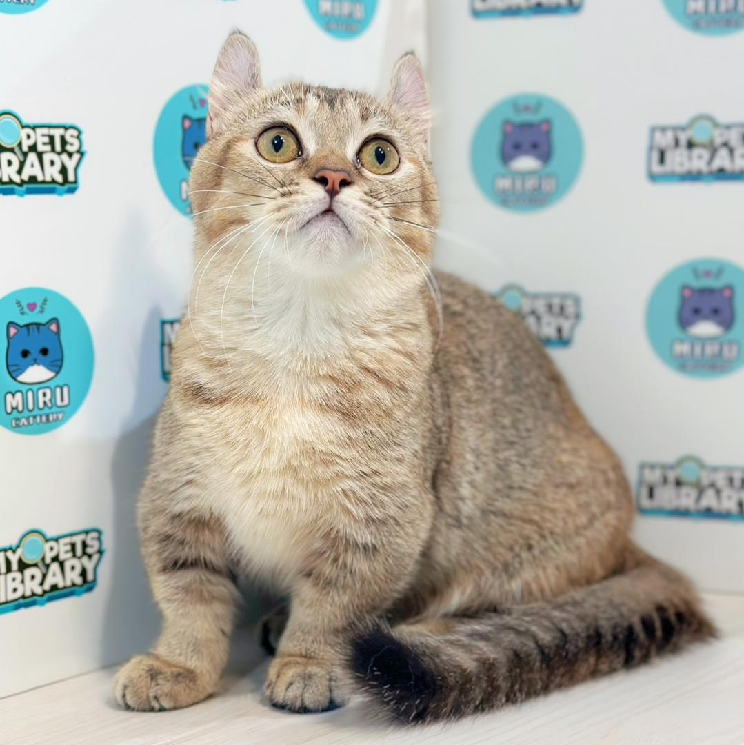 Super Short Munchkin Kinkalow Kitten