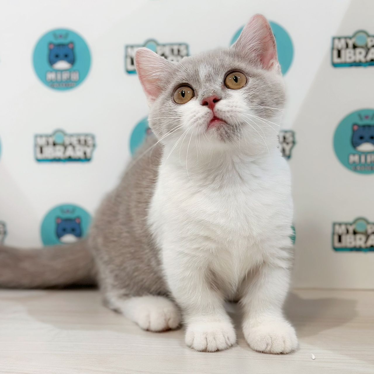 Super Short Munchkin British Shorthair Kitten