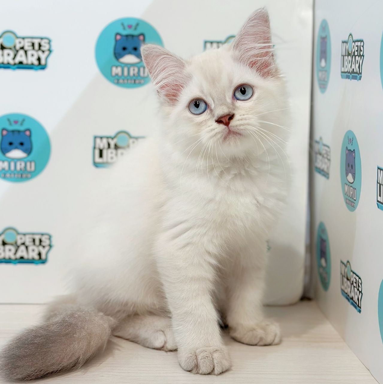 Maine Coon Persian Kitten