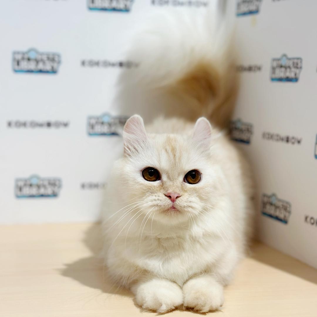 Super Short Munchkin Kinkalow Kitten