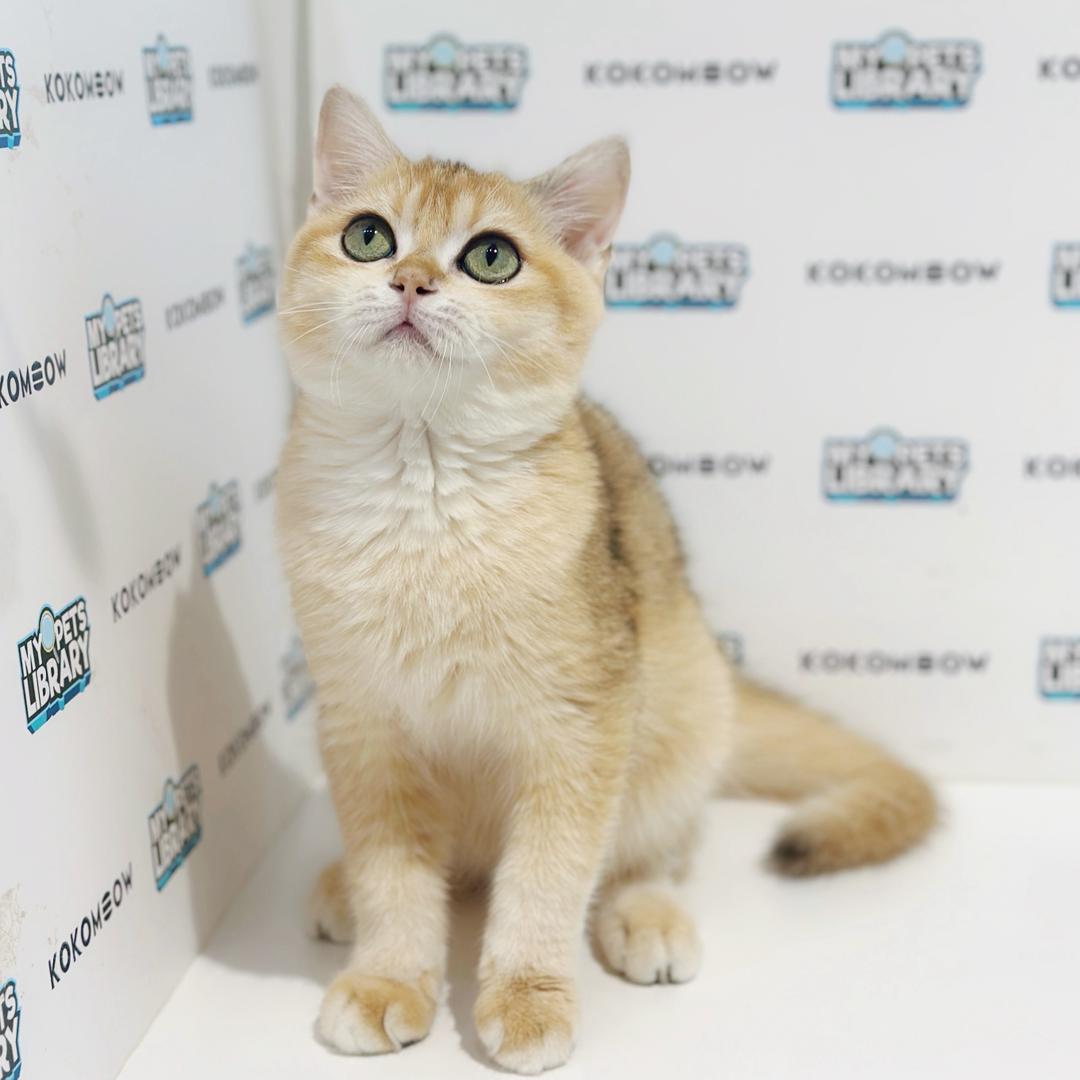 British Shorthair Kitten