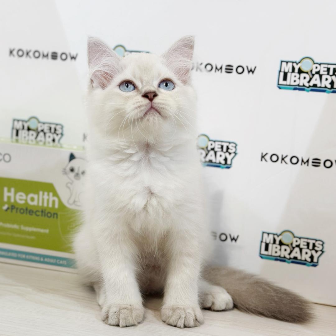 Maine Coon Persian Kitten