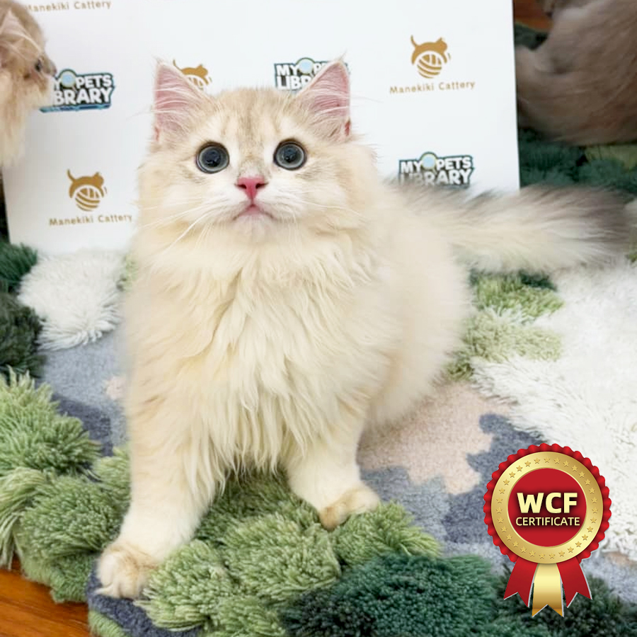 WCF British Longhair Kitten