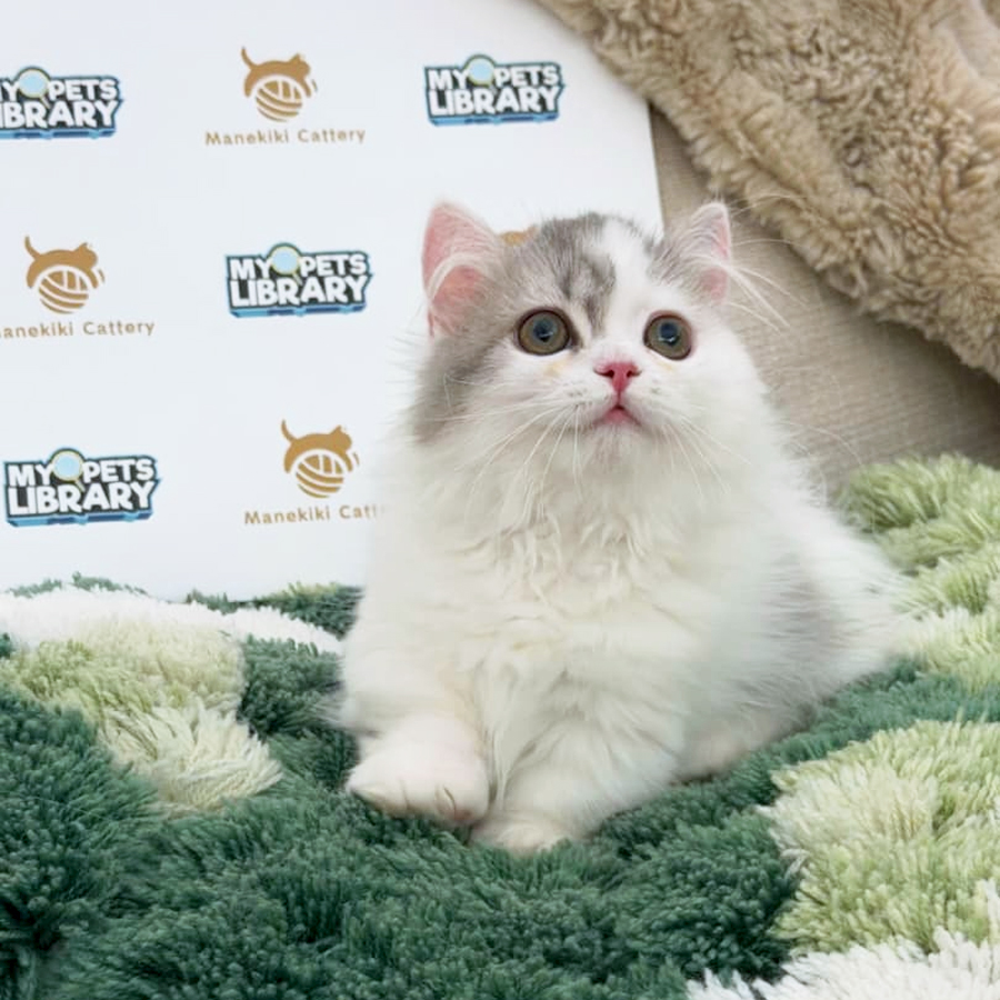 Minuet Napoleon Kitten