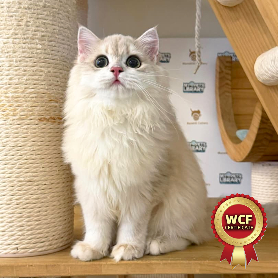 WCF British Longhair Kitten