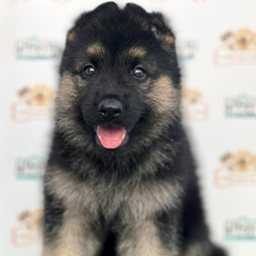 German Shepherd Puppy