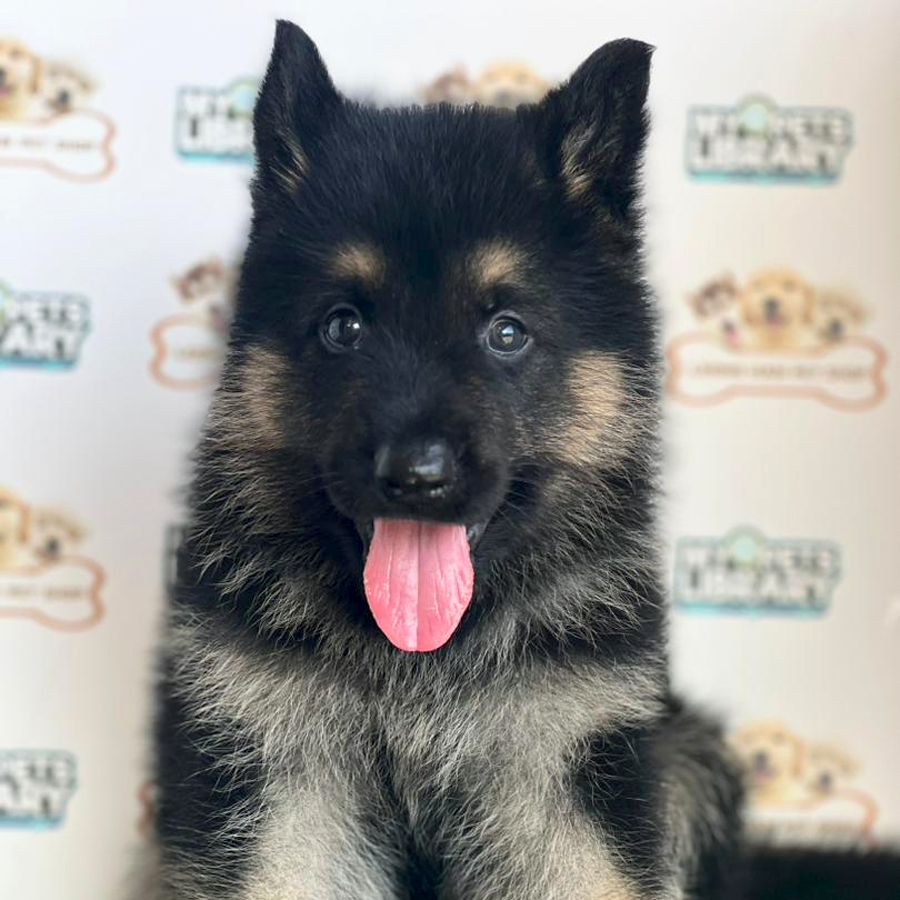 German Shepherd Puppy