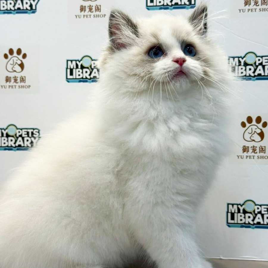 Ragdoll Kitten