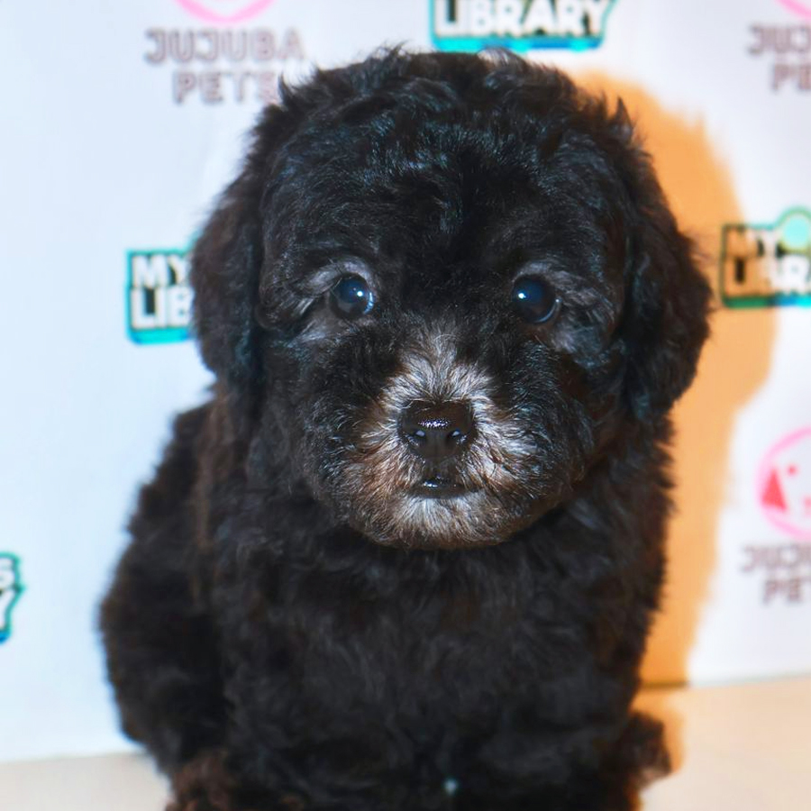 Toy Poodle Puppy