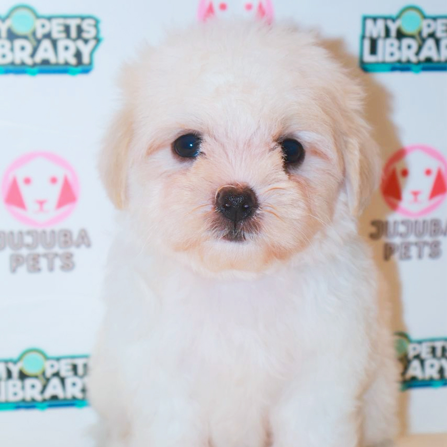 Maltipoo Puppy