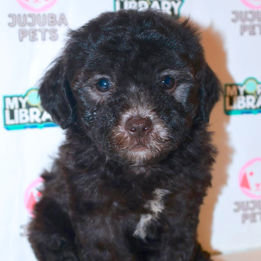 Toy Poodle Puppy