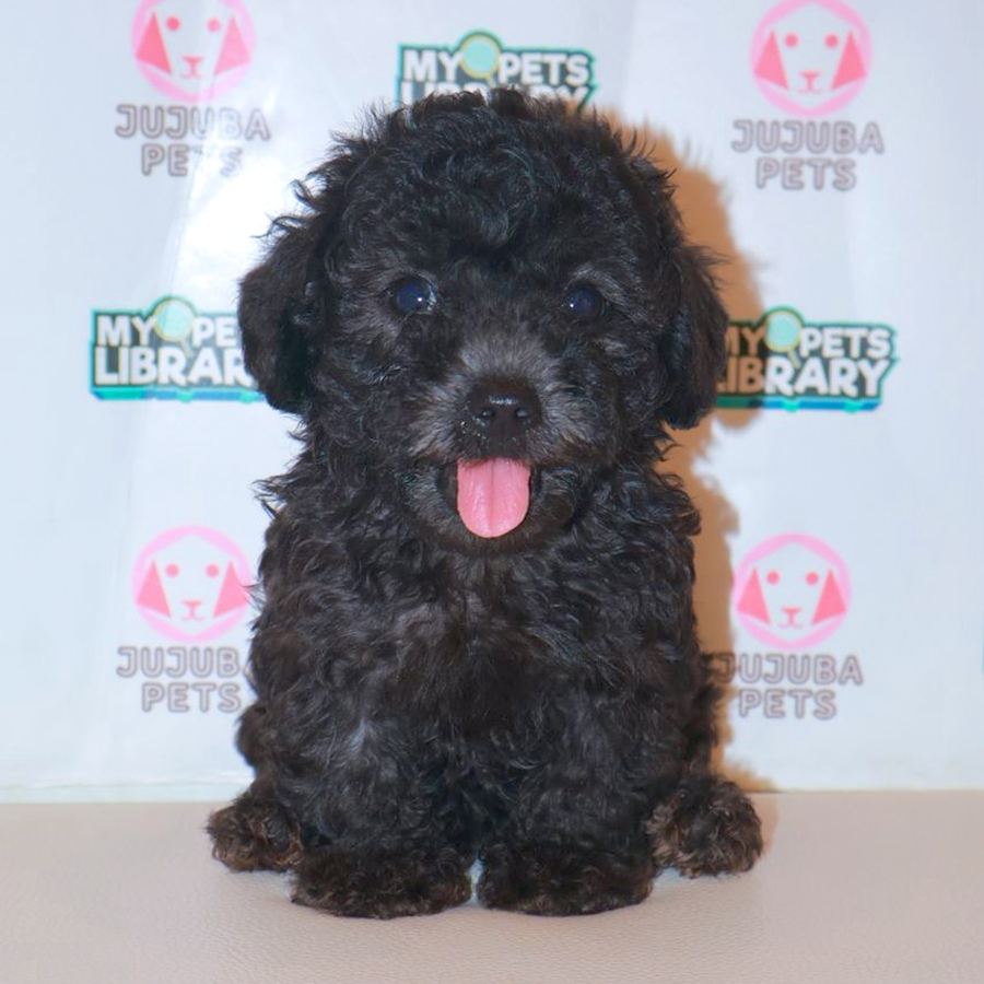 Toy Poodle Puppy