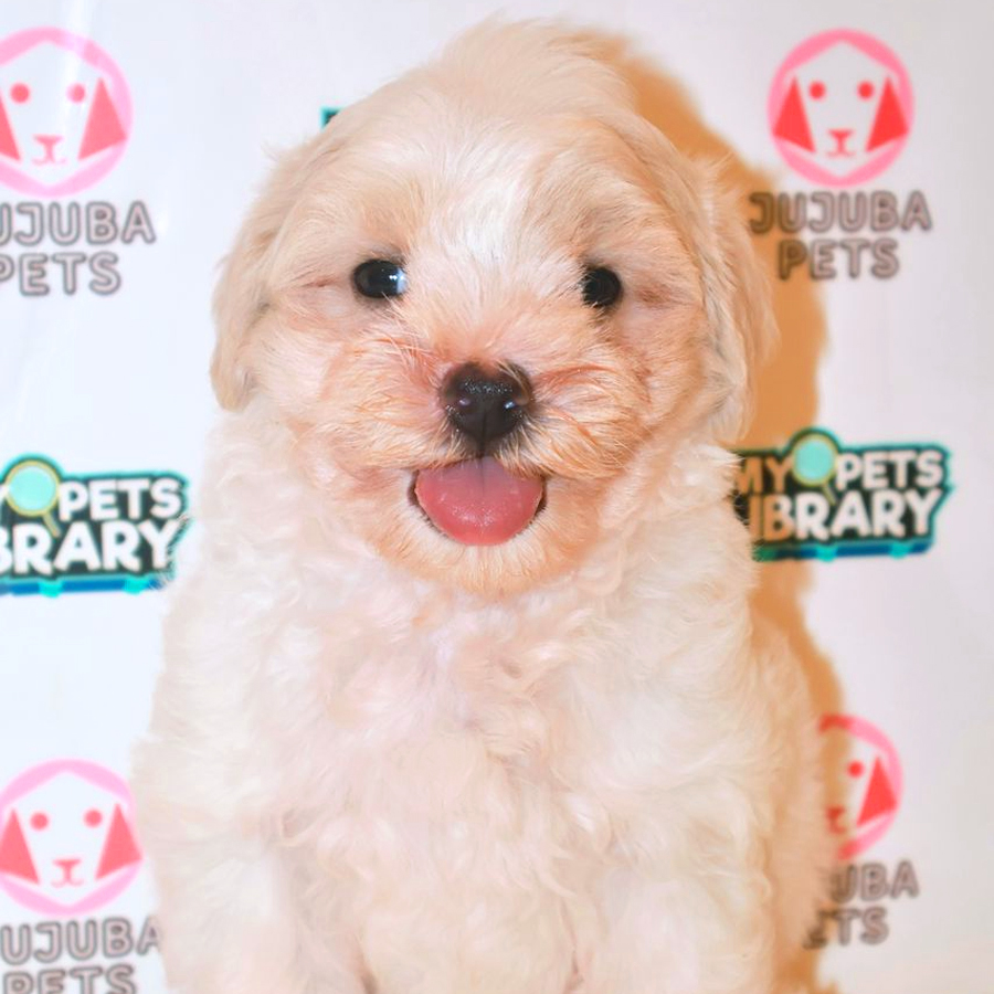 Maltipoo Puppy