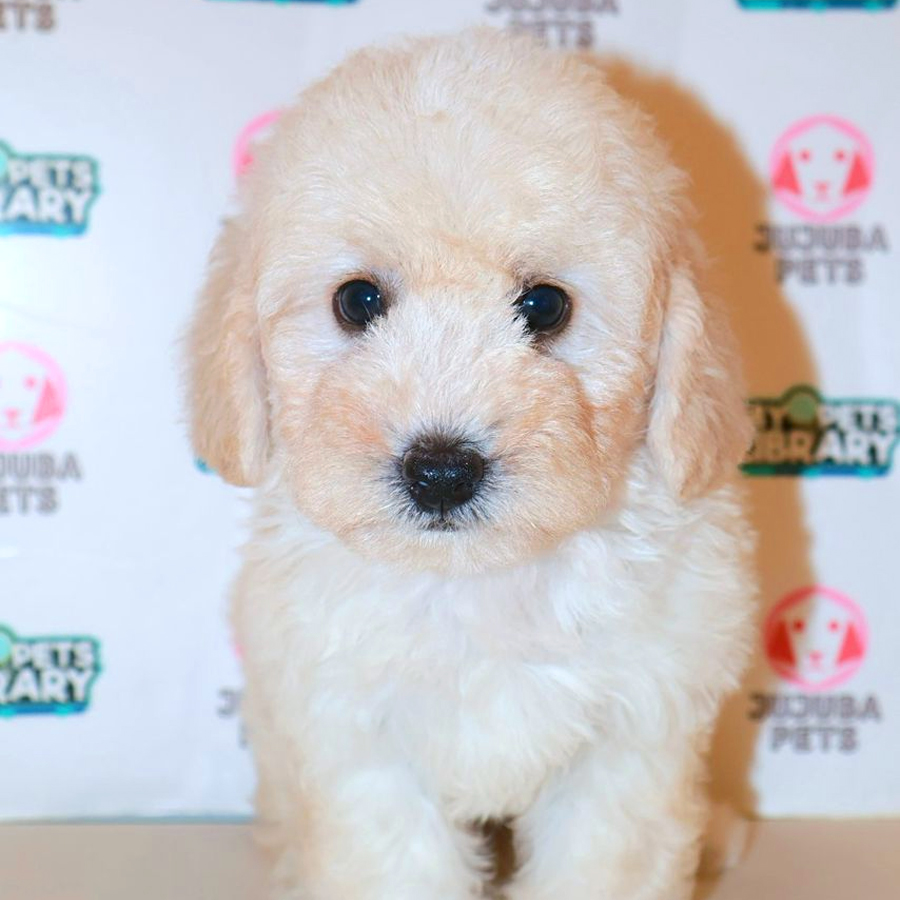 Maltipoo Puppy