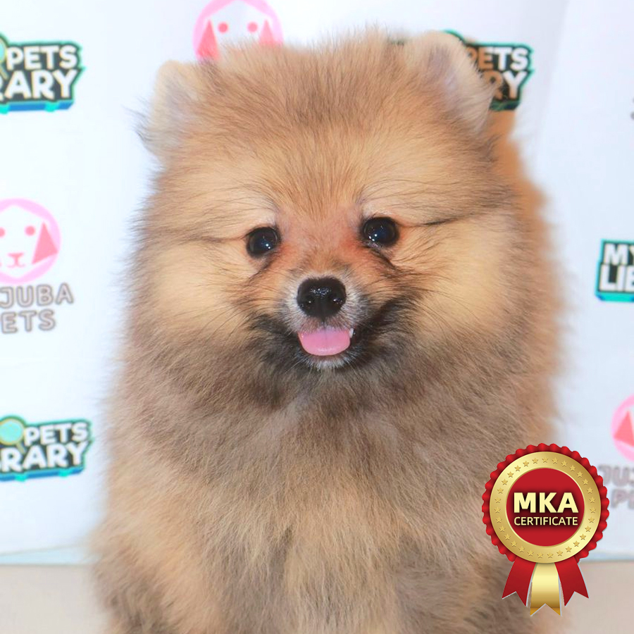 MKA Pomeranian Puppy
