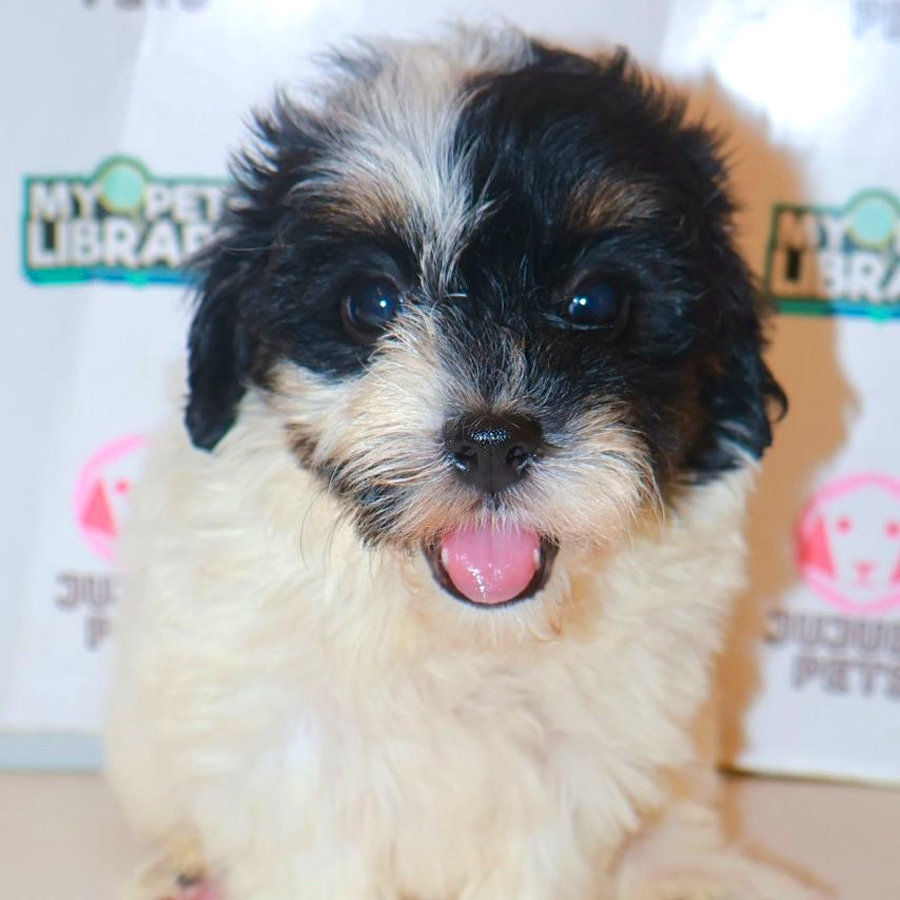 Cockapoo Puppy