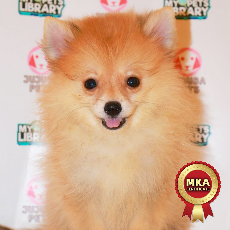 MKA Pomeranian Puppy