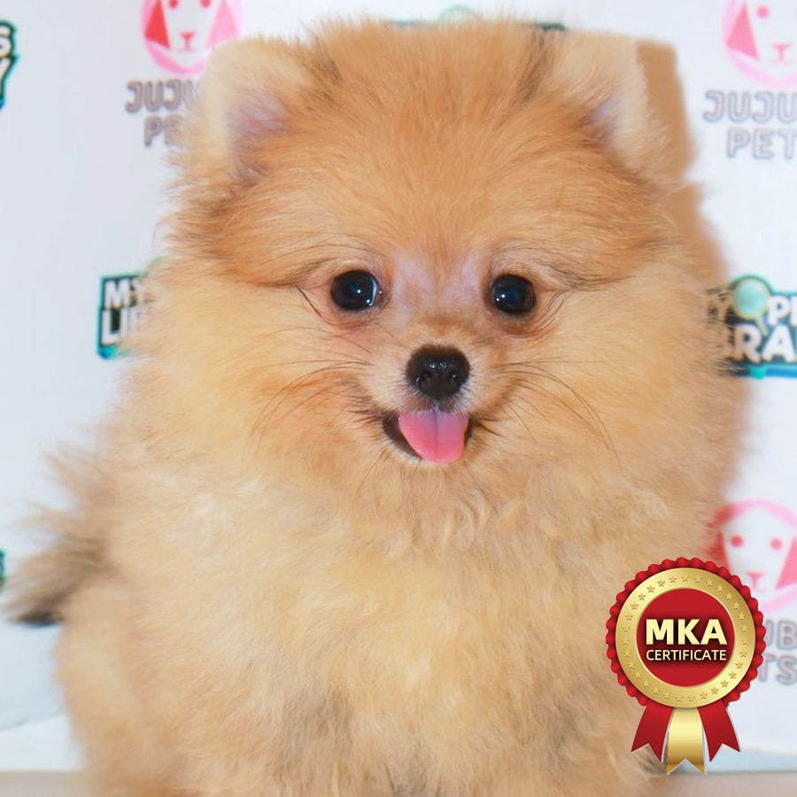 MKA Pomeranian Puppy