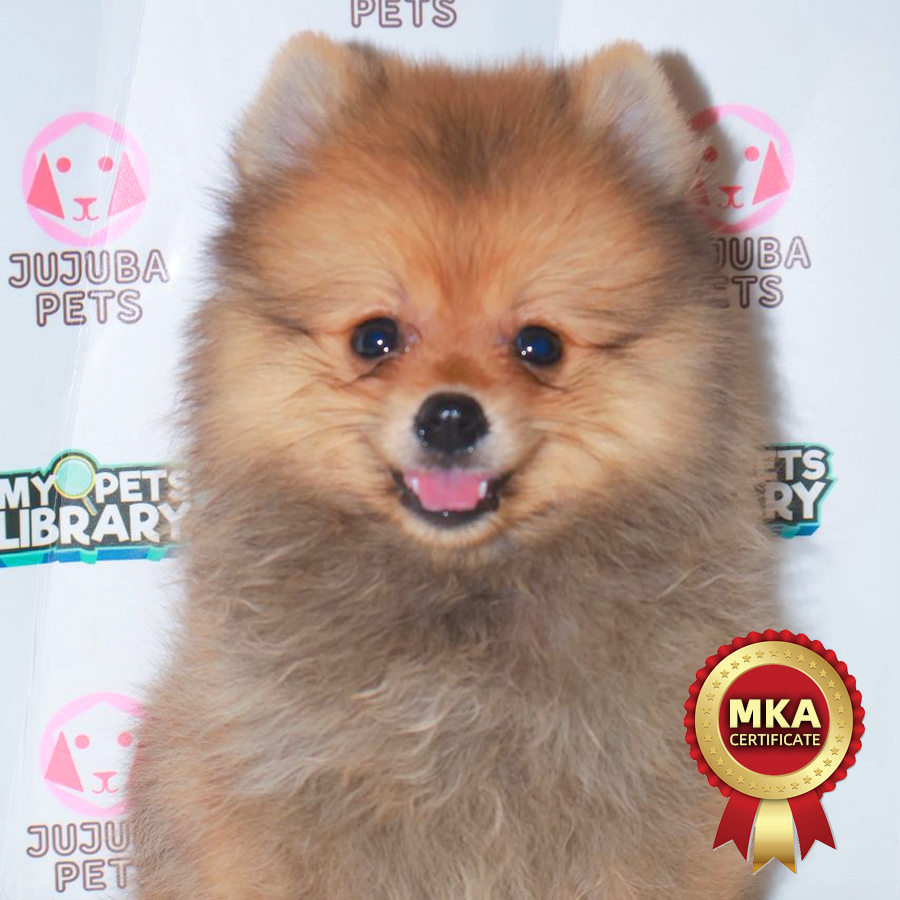 MKA Pomeranian Puppy