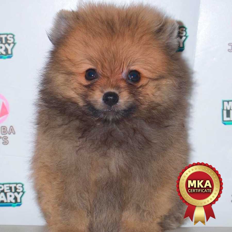 MKA Pomeranian Puppy