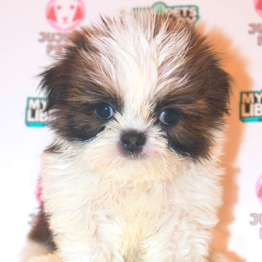 Shih Tzu Puppy