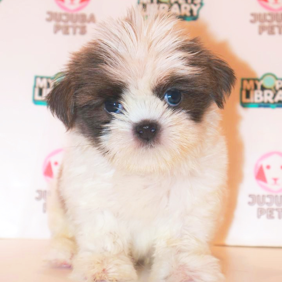 Shih Tzu Puppy