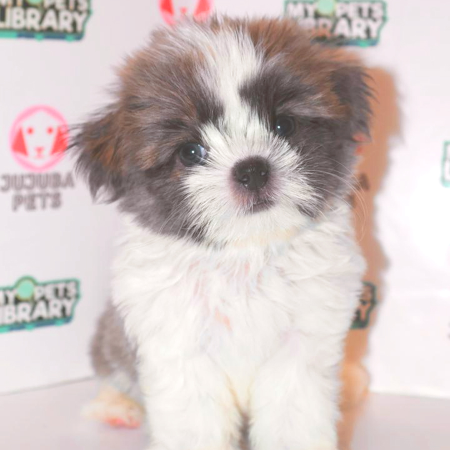 Shih Tzu Puppy