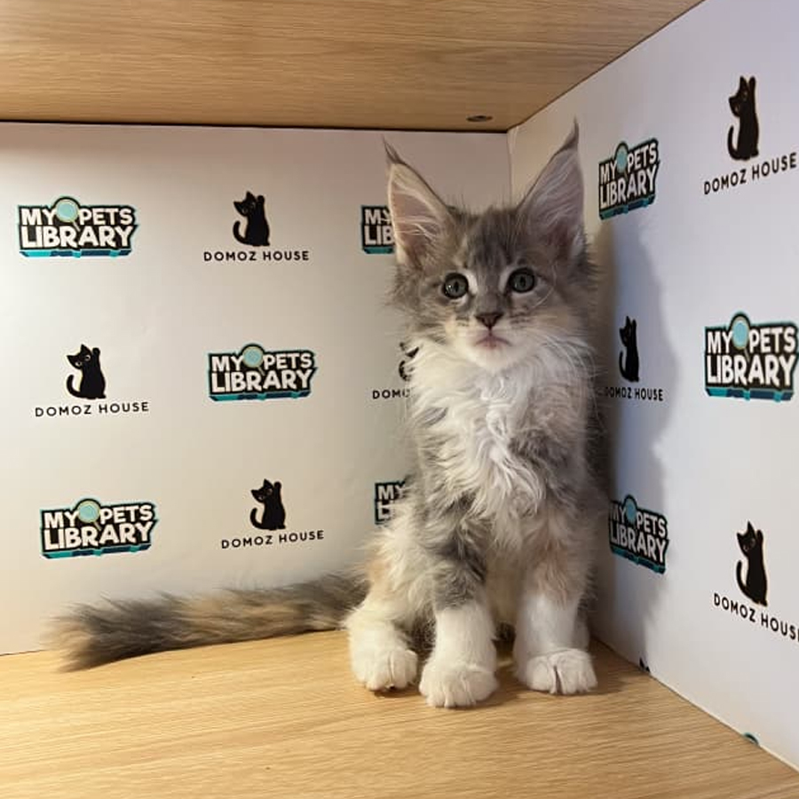Maine Coon Kitten