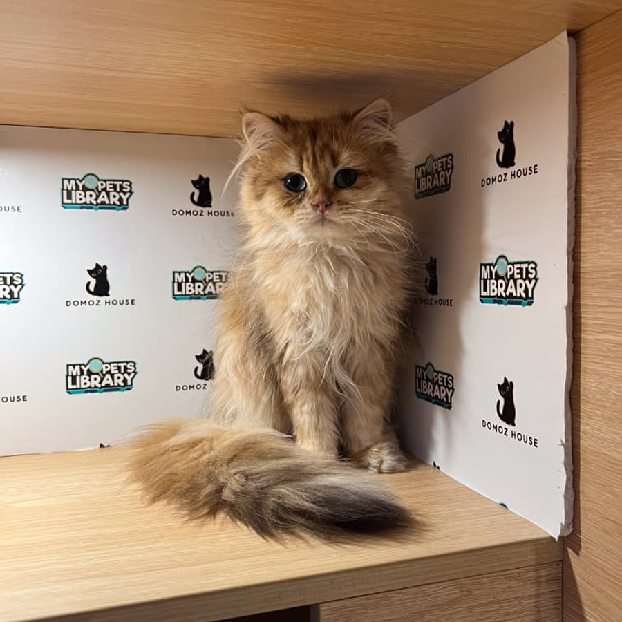 British Longhair Kitten