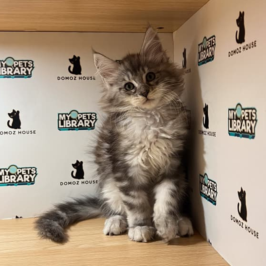 Maine Coon Kitten