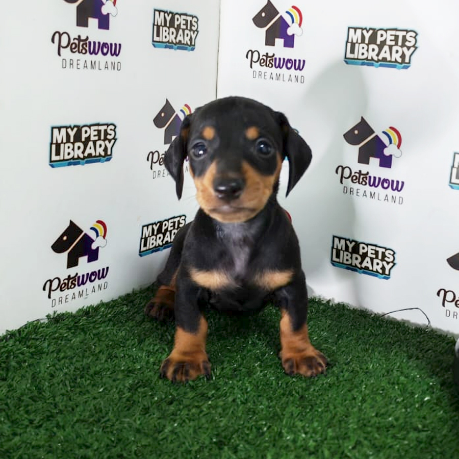 Dachshund Puppy