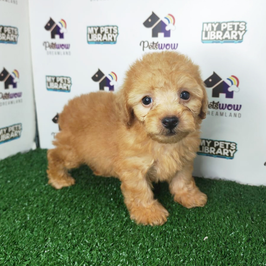Toy Poodle Puppy