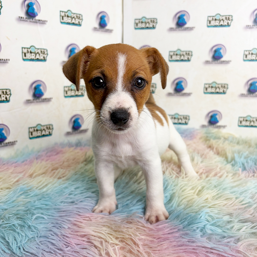 Jack Russell Puppy