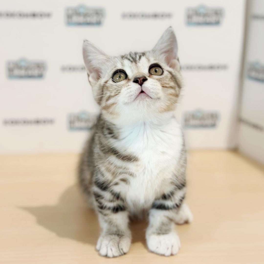 Short Munchkin American Shorthair Kitten