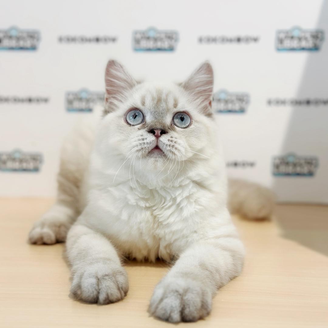 Himalayan Persian Kitten