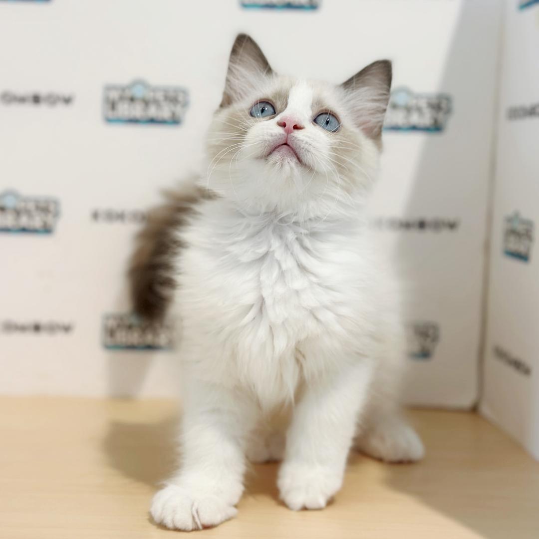 Ragdoll Kitten