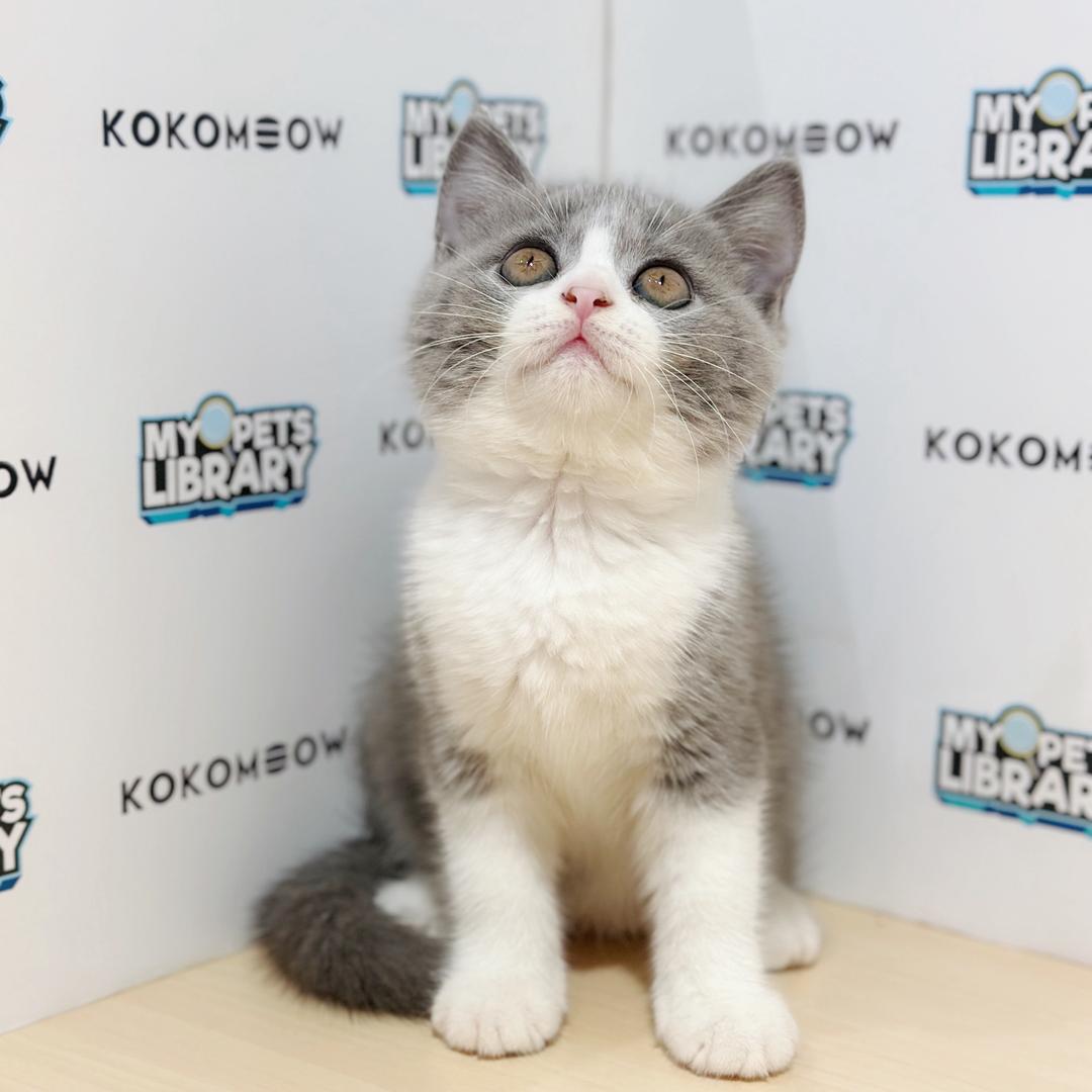 British Shorthair Kitten