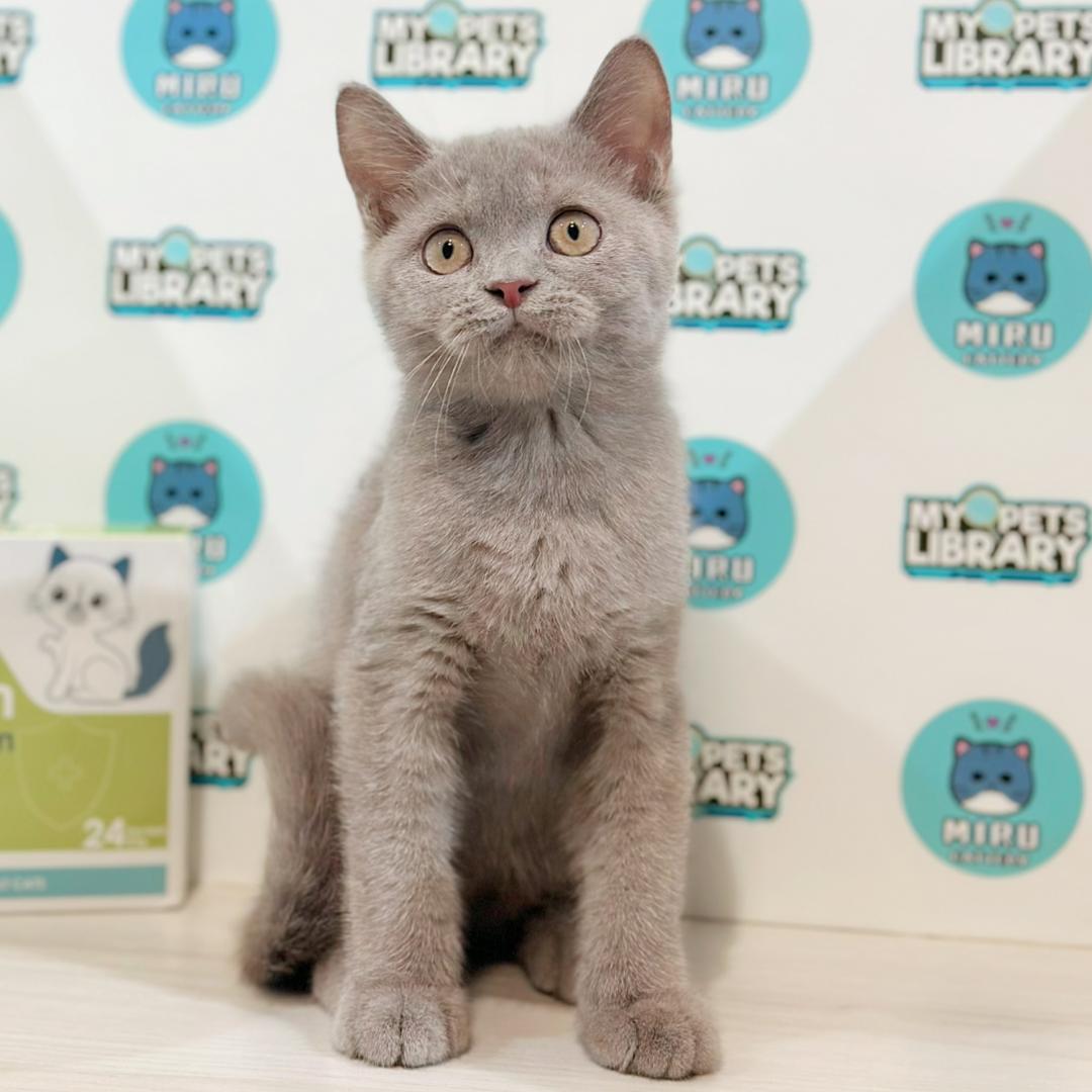British Shorthair Kitten