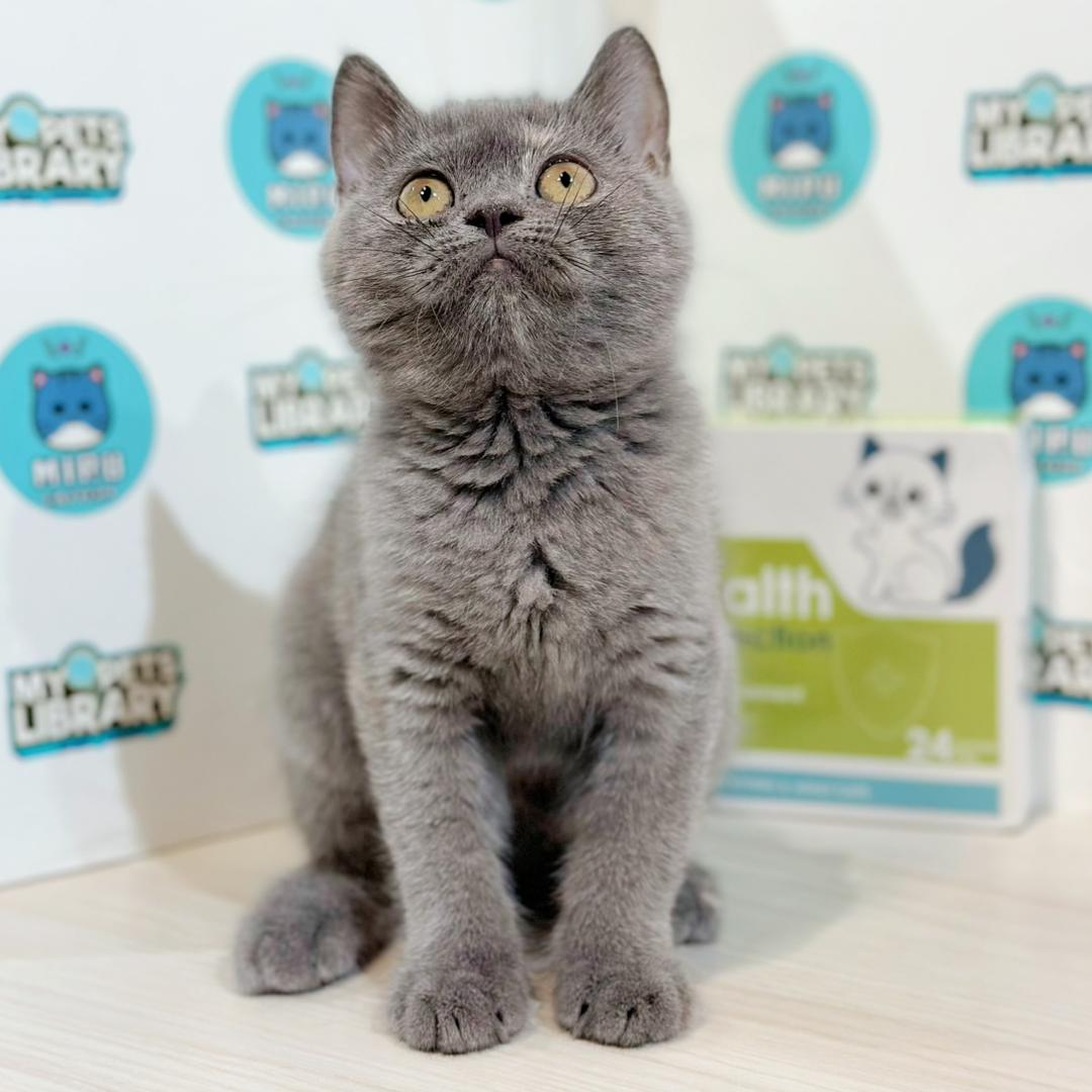British Shorthair Kitten