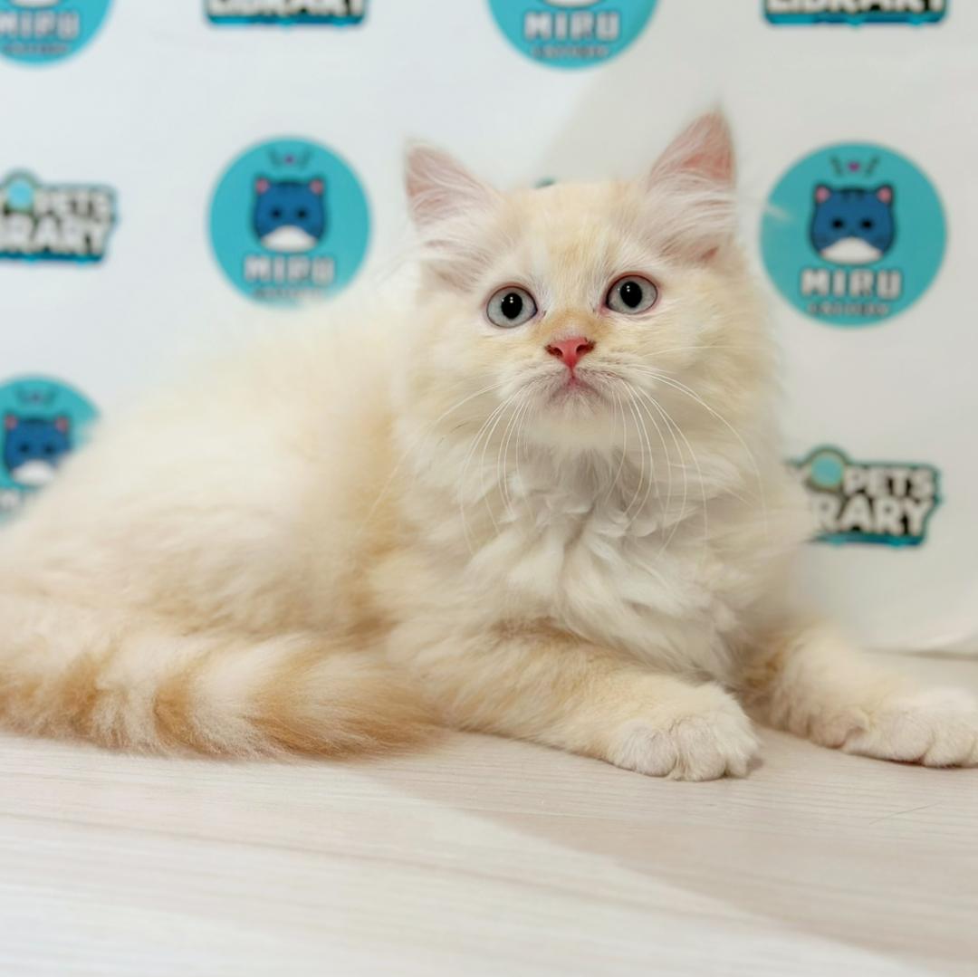 Maine Coon Persian Kitten
