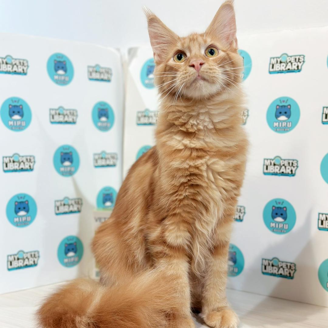 Maine Coon Kitten