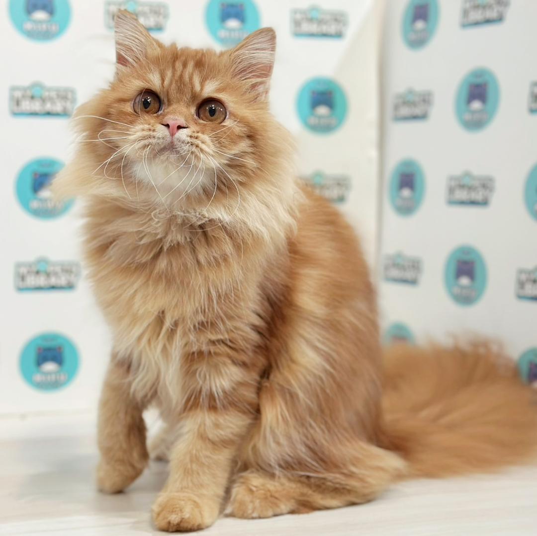 Scottish Persian Kitten