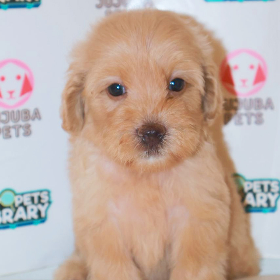 Cockapoo Puppy