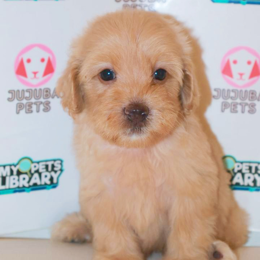 Cockapoo Puppy