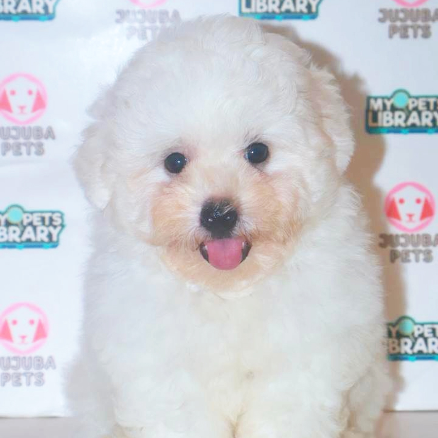 Bichon Frise Puppy