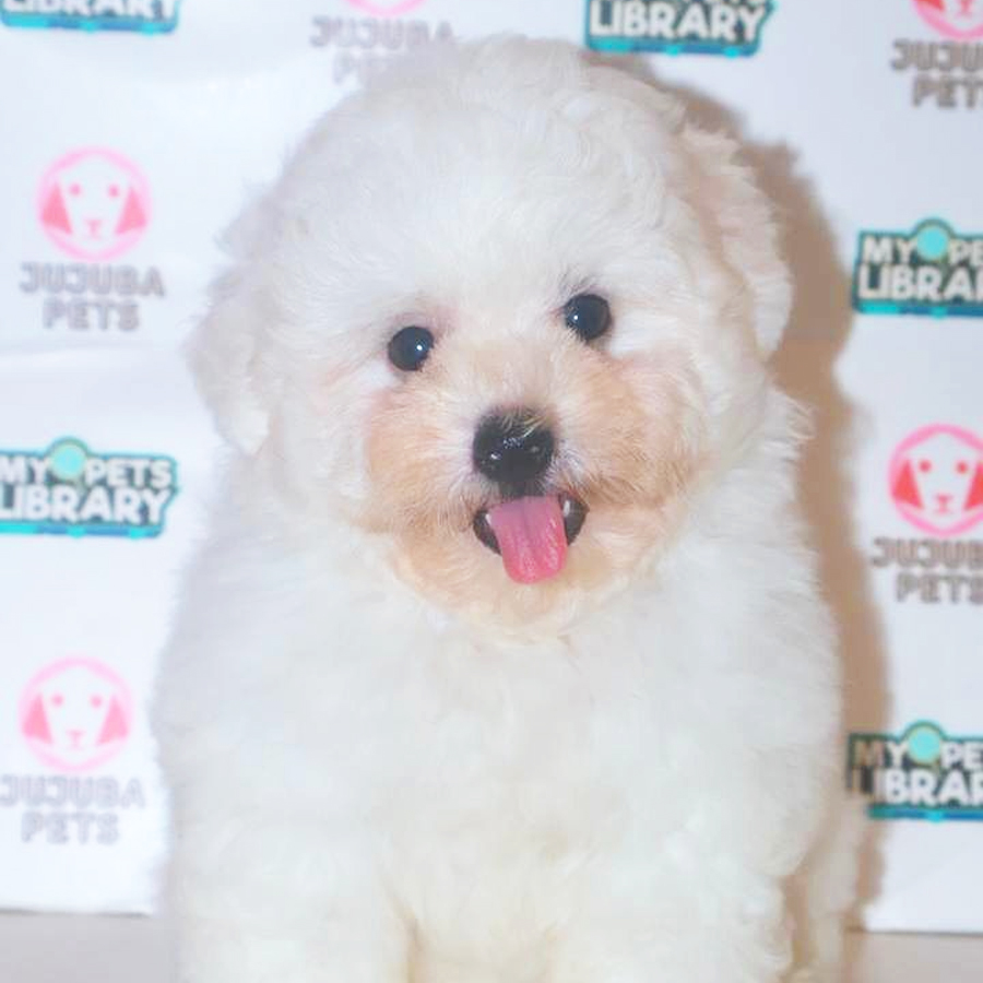 Bichon Frise Puppy