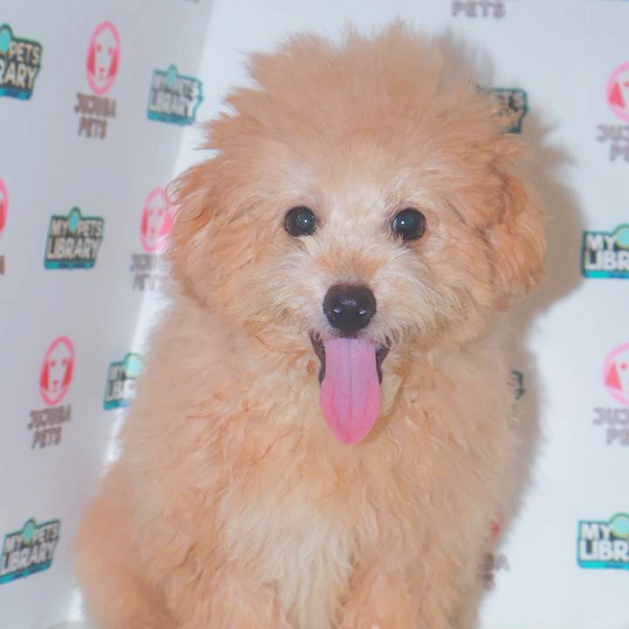 Toy Poodle Puppy